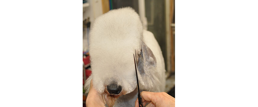 How to Groom a Bedlington Terrier